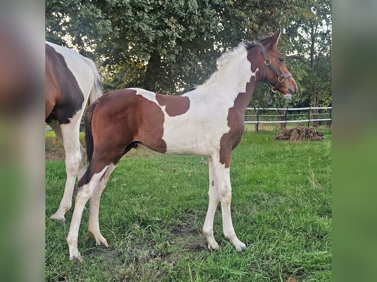 Sangre Noble Alemana Semental Potro (07/2026) 160 cm Tobiano-todas las-capas in Twistringen