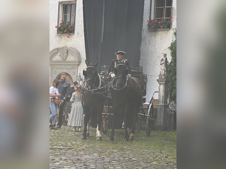 Sangue Caldo Pesante / Meso-brachimorfo Castrone 10 Anni 167 cm Baio nero in Ettersberg