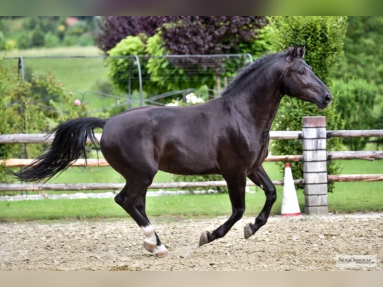 Sangue Caldo Pesante / Meso-brachimorfo Castrone 10 Anni 167 cm Baio nero in Ettersberg