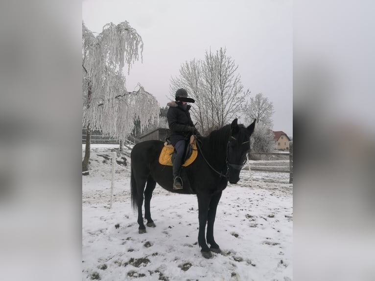 Sangue Caldo Pesante / Meso-brachimorfo Castrone 13 Anni 175 cm Baio nero in Lichtenau