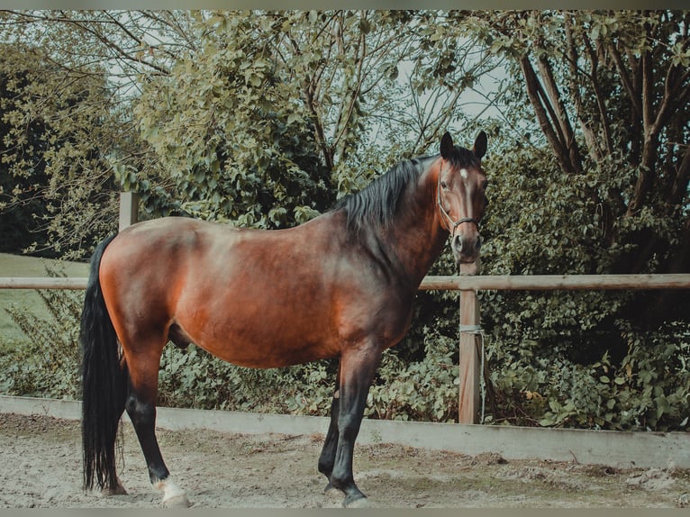 Sangue Caldo Pesante / Meso-brachimorfo Castrone 22 Anni 161 cm Baio in Walzbachtal