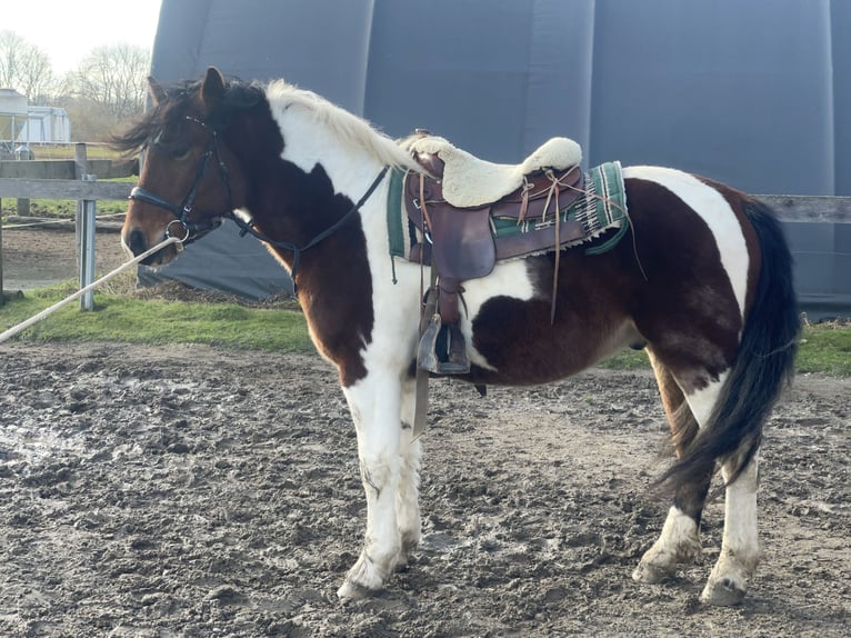 Sangue Caldo Pesante / Meso-brachimorfo Castrone 3 Anni 155 cm Tobiano-tutti i colori in Fuchstal