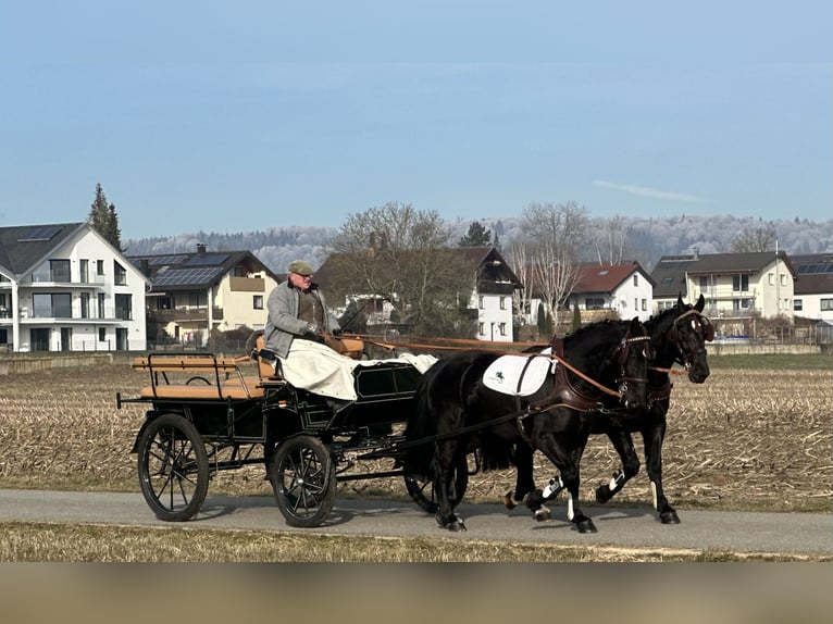 Sangue Caldo Pesante / Meso-brachimorfo Castrone 3 Anni 163 cm Morello in Riedlingen