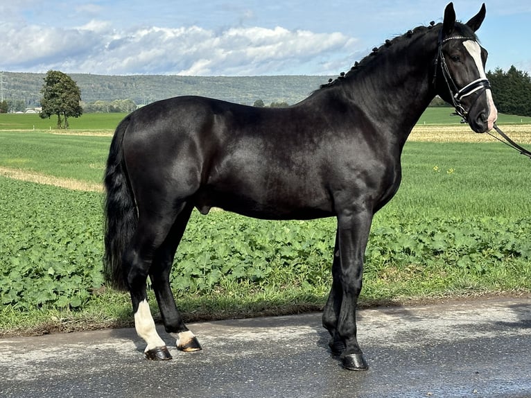 Sangue Caldo Pesante / Meso-brachimorfo Castrone 3 Anni 166 cm Morello in Riedlingen