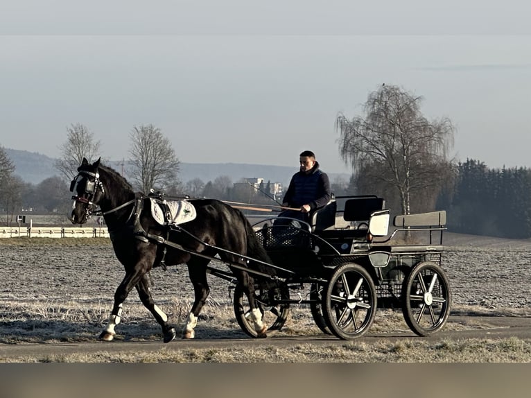 Sangue Caldo Pesante / Meso-brachimorfo Castrone 3 Anni 167 cm Morello in Riedlingen