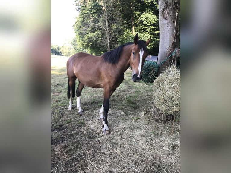 Sangue Caldo Pesante / Meso-brachimorfo Mix Castrone 4 Anni 157 cm Baio in Neustadt am Rübenberge