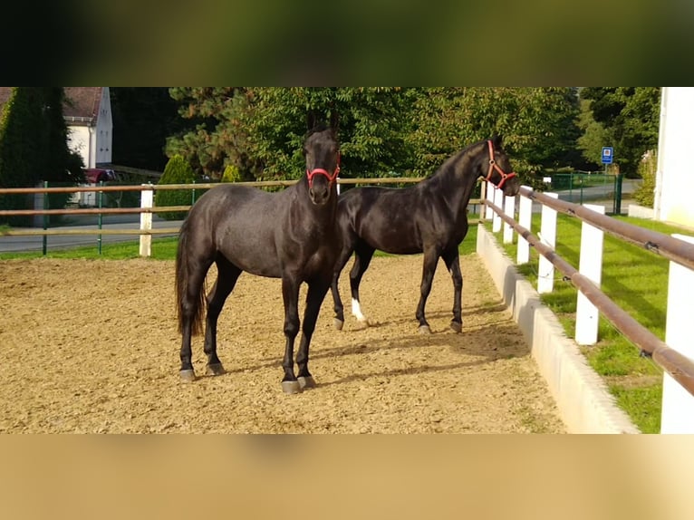 Sangue Caldo Pesante / Meso-brachimorfo Castrone 4 Anni 164 cm Grigio ferro in Kamenz