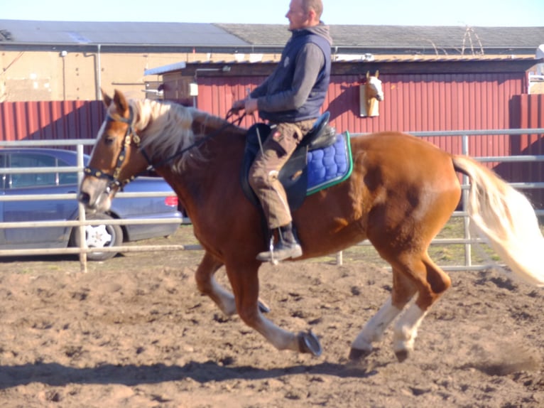 Sangue Caldo Pesante / Meso-brachimorfo Mix Castrone 5 Anni 155 cm Baio chiaro in Buttstädt