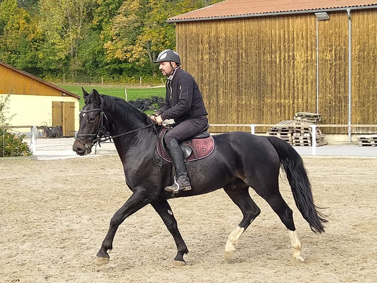 Sangue Caldo Pesante / Meso-brachimorfo Castrone 5 Anni 164 cm Baio nero in Kamenz