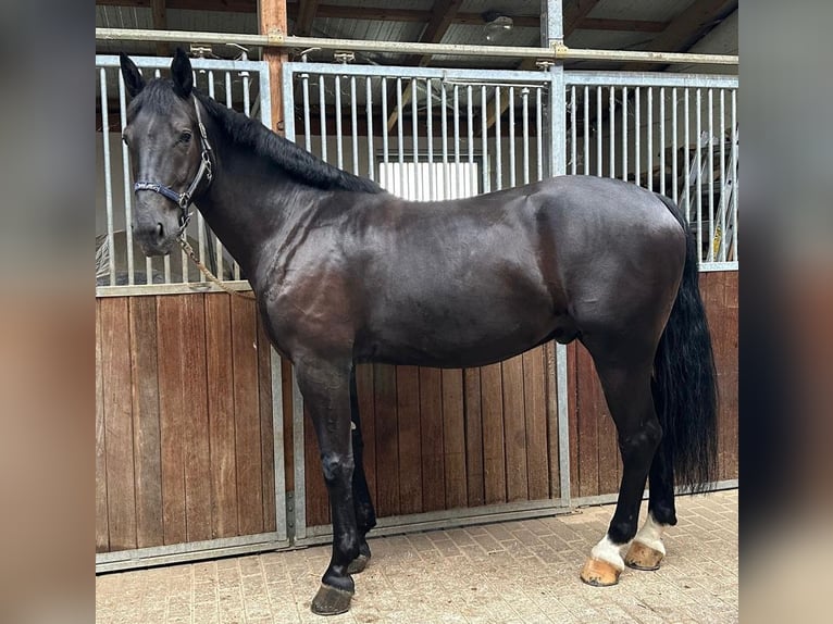 Sangue Caldo Pesante / Meso-brachimorfo Castrone 5 Anni 170 cm Morello in Hambrücken