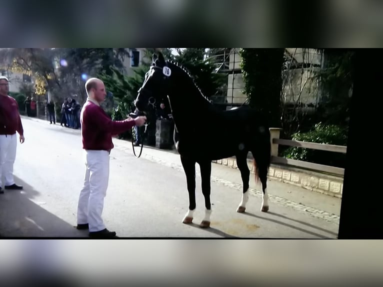 Sangue Caldo Pesante / Meso-brachimorfo Giumenta 14 Anni 165 cm Grigio in Kamenz