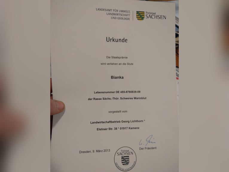 Sangue Caldo Pesante / Meso-brachimorfo Giumenta 16 Anni 168 cm Grigio in Kamenz