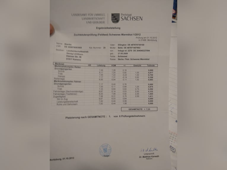 Sangue Caldo Pesante / Meso-brachimorfo Giumenta 16 Anni 168 cm Grigio in Kamenz