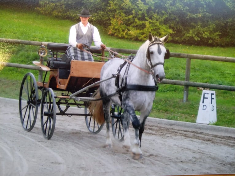 Sangue Caldo Pesante / Meso-brachimorfo Giumenta 16 Anni 168 cm Grigio in Kamenz