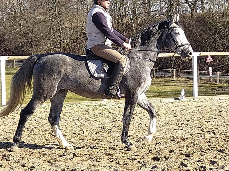 Sangue Caldo Pesante / Meso-brachimorfo Giumenta 3 Anni 162 cm Grigio in Kamenz