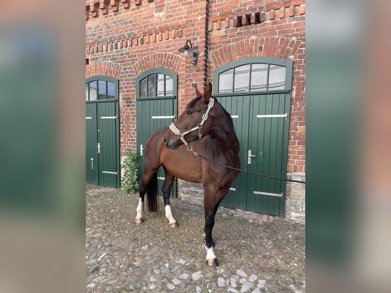 Sangue Caldo Pesante / Meso-brachimorfo Giumenta 3 Anni 165 cm Baio in Leuna