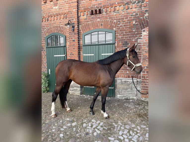 Sangue Caldo Pesante / Meso-brachimorfo Giumenta 3 Anni 165 cm Baio in Leuna