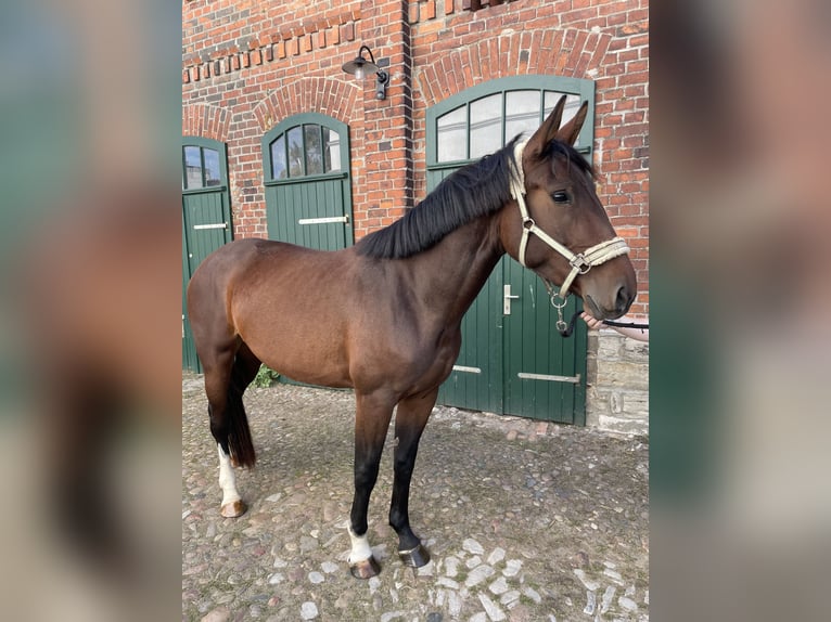 Sangue Caldo Pesante / Meso-brachimorfo Giumenta 3 Anni 165 cm Baio in Leuna