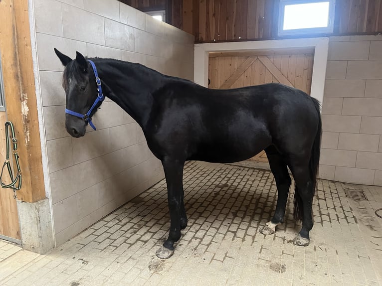 Sangue Caldo Pesante / Meso-brachimorfo Giumenta 3 Anni 165 cm Morello in Schöneck/Vogtland