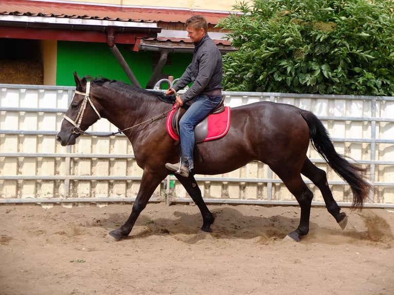 Sangue Caldo Pesante / Meso-brachimorfo Giumenta 3 Anni 165 cm Morello in Buttstädt