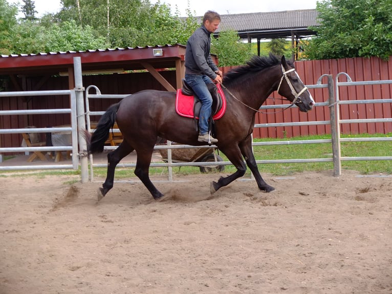 Sangue Caldo Pesante / Meso-brachimorfo Giumenta 3 Anni 165 cm Morello in Buttstädt