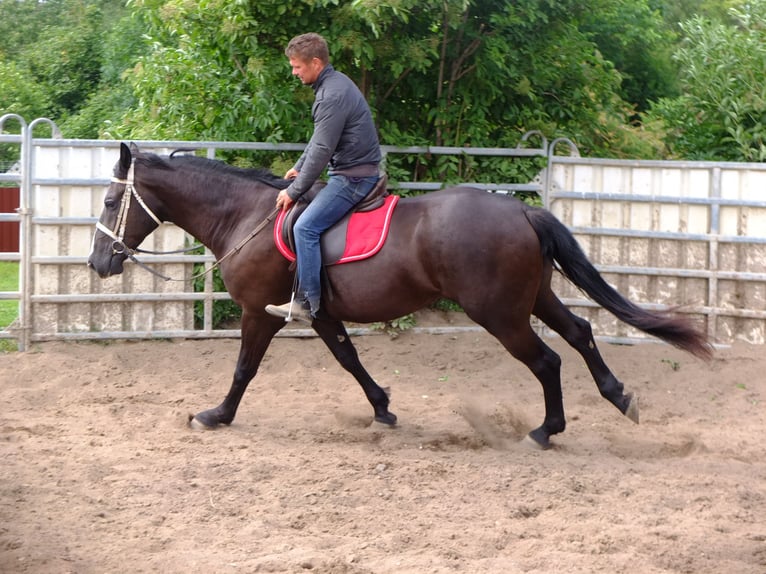 Sangue Caldo Pesante / Meso-brachimorfo Giumenta 3 Anni 165 cm Morello in Buttstädt