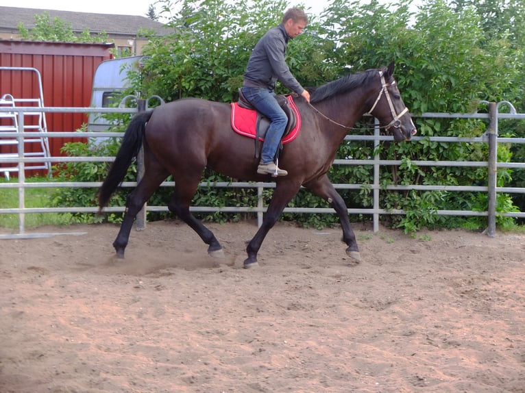 Sangue Caldo Pesante / Meso-brachimorfo Giumenta 3 Anni 165 cm Morello in Buttstädt