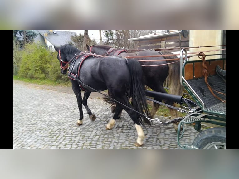 Sangue Caldo Pesante / Meso-brachimorfo Giumenta 4 Anni 163 cm Morello in Kamenz