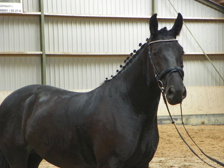 Sangue Caldo Pesante / Meso-brachimorfo Giumenta 4 Anni 165 cm Morello in Hermsdorf