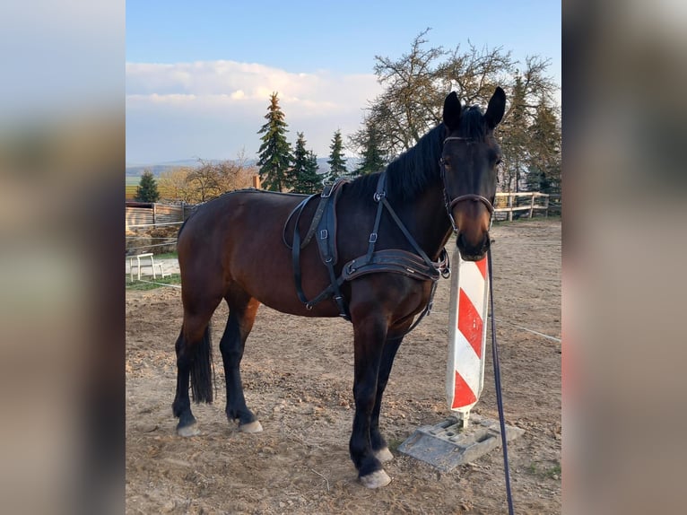 Sangue Caldo Pesante / Meso-brachimorfo Giumenta 5 Anni 168 cm Baio scuro in Zwickau