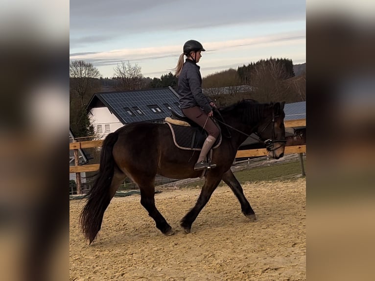 Sangue Caldo Pesante / Meso-brachimorfo Giumenta 6 Anni 157 cm Baio scuro in Meschede