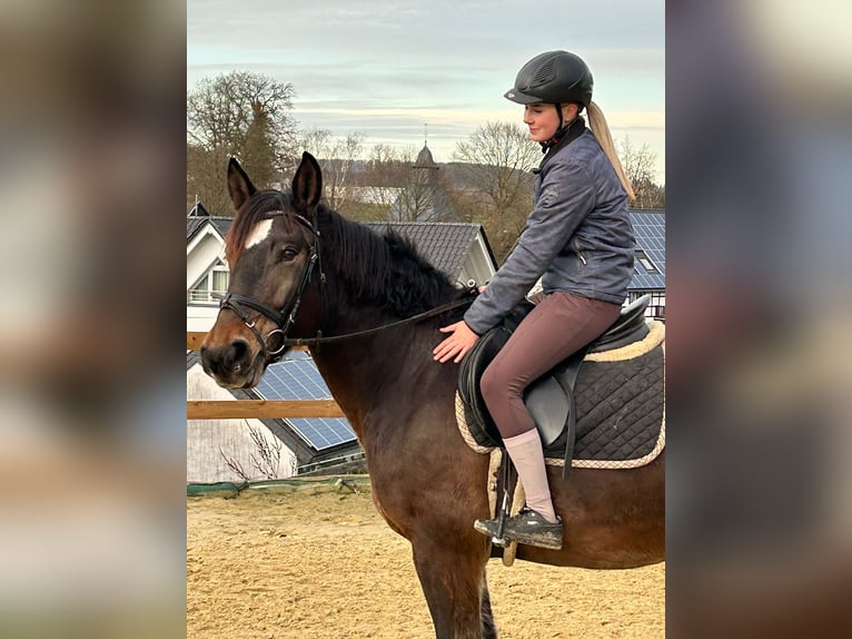 Sangue Caldo Pesante / Meso-brachimorfo Giumenta 6 Anni 157 cm Baio scuro in Meschede