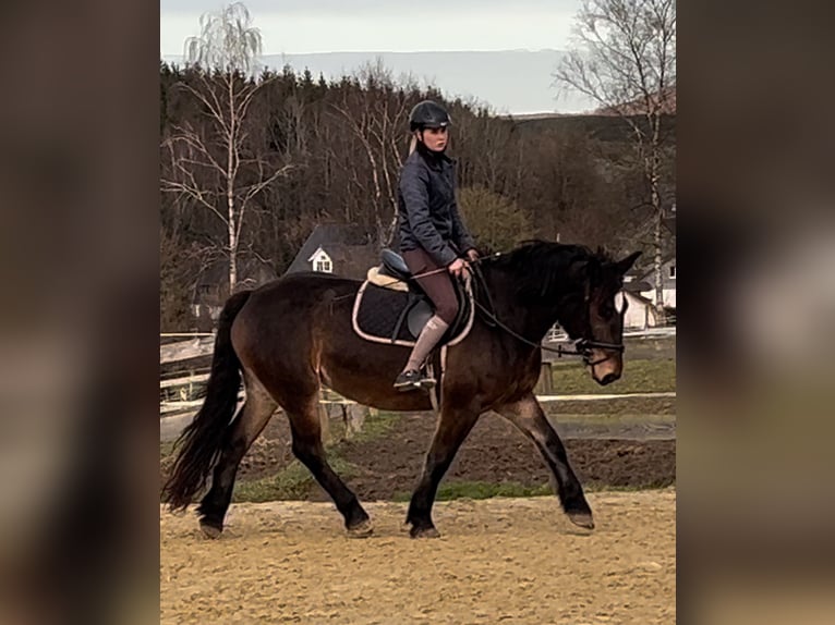 Sangue Caldo Pesante / Meso-brachimorfo Giumenta 6 Anni 157 cm Baio scuro in Meschede