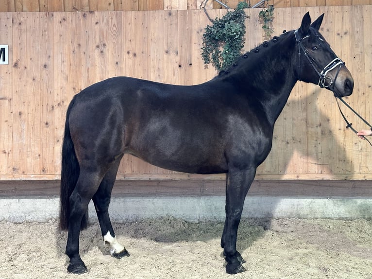 Sangue Caldo Pesante / Meso-brachimorfo Giumenta 6 Anni 164 cm Baio scuro in Riedlingen