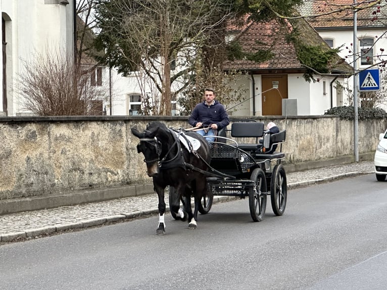 Sangue Caldo Pesante / Meso-brachimorfo Giumenta 6 Anni 164 cm Baio scuro in Riedlingen