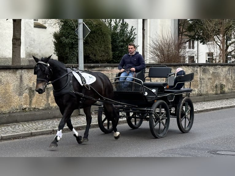 Sangue Caldo Pesante / Meso-brachimorfo Giumenta 6 Anni 164 cm Baio scuro in Riedlingen