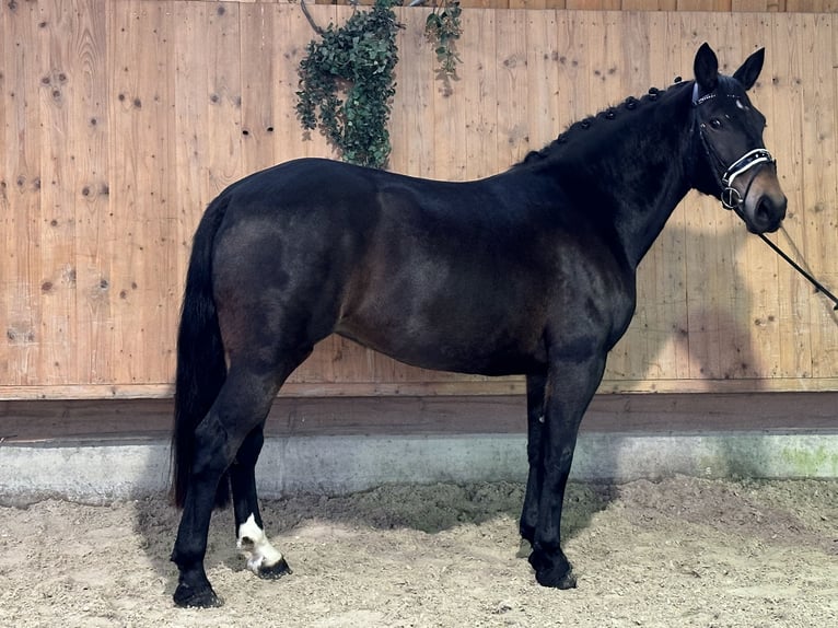 Sangue Caldo Pesante / Meso-brachimorfo Giumenta 6 Anni 164 cm Baio scuro in Riedlingen