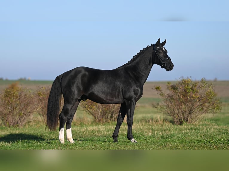 Sangue Caldo Pesante / Meso-brachimorfo Stallone 2 Anni Baio nero in Moritzburg