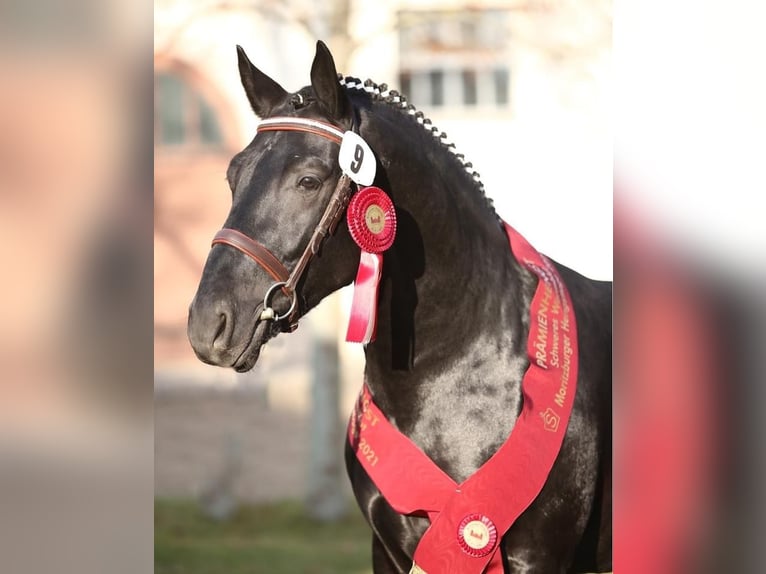 Sangue Caldo Pesante / Meso-brachimorfo Stallone 6 Anni 164 cm Morello in Kamenz