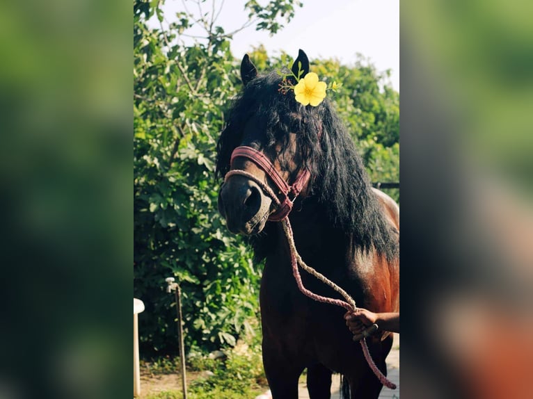 Sangue Caldo Pesante / Meso-brachimorfo Stallone 6 Anni 173 cm Baio ciliegia in Budapest