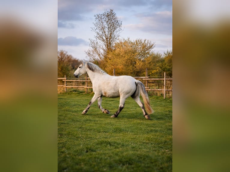 Sangue Caldo Pesante / Meso-brachimorfo Castrone 10 Anni 160 cm Grigio in Blankenheim