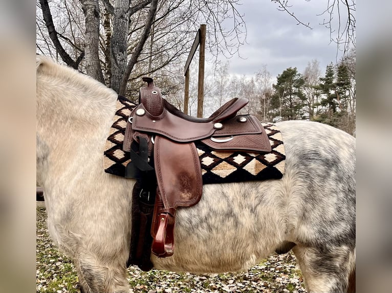 Sangue Caldo Pesante / Meso-brachimorfo Castrone 11 Anni 163 cm Grigio pezzato in Frickingen