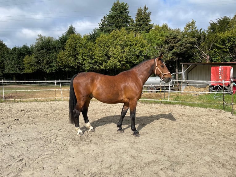 Sangue Caldo Pesante / Meso-brachimorfo Castrone 11 Anni 168 cm Baio in Wettenberg