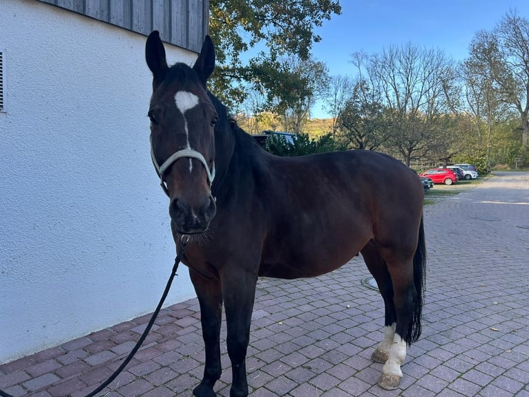 Sangue Caldo Pesante / Meso-brachimorfo Castrone 12 Anni 172 cm Baio in Ostfildern