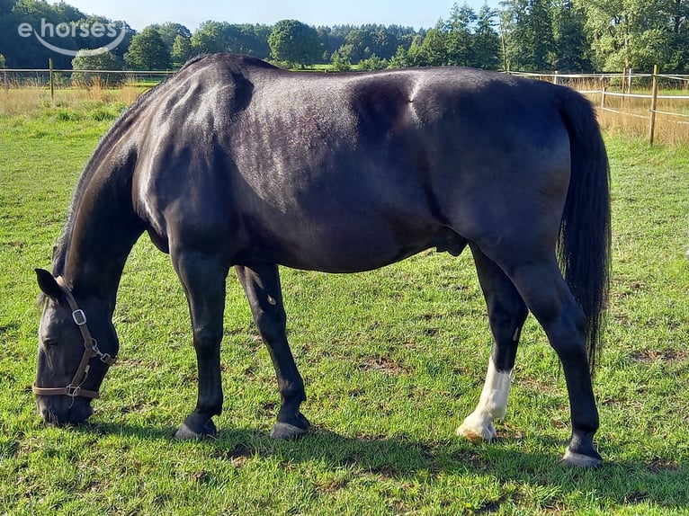Sangue Caldo Pesante / Meso-brachimorfo Castrone 16 Anni 165 cm Morello in Frelsdorf
