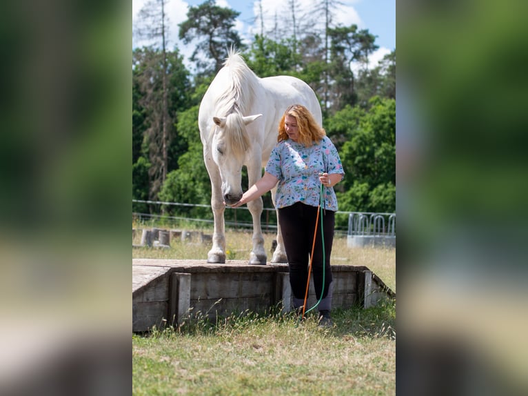 Sangue Caldo Pesante / Meso-brachimorfo Castrone 17 Anni 164 cm Grigio in Neustadt am Rübenberge