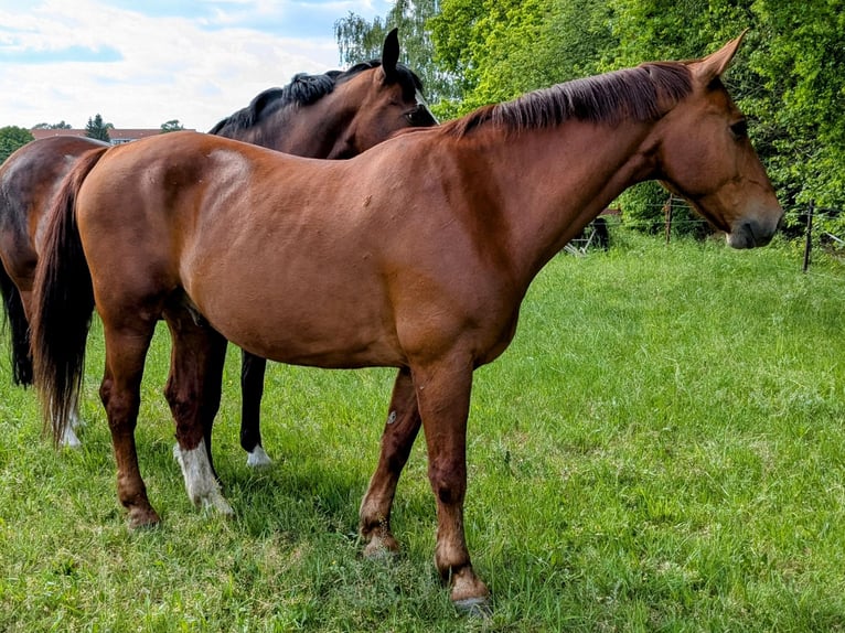 Sangue Caldo Pesante / Meso-brachimorfo Castrone 20 Anni 165 cm Sauro in Kamenz