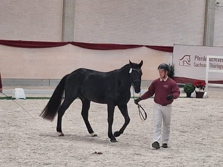 Sangue Caldo Pesante / Meso-brachimorfo Castrone 2 Anni 162 cm Morello in Panschwitz-Kuckau