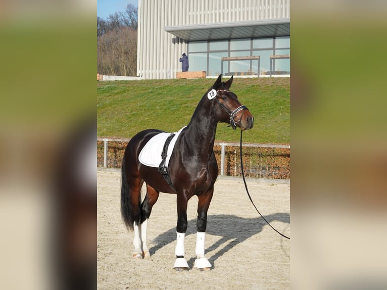Sangue Caldo Pesante / Meso-brachimorfo Castrone 2 Anni 163 cm Baio scuro in Korbu&#xDF;en