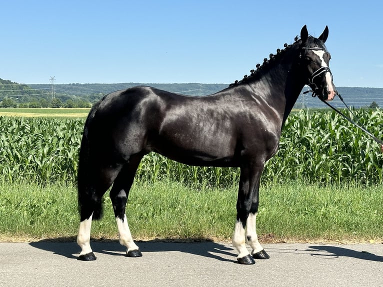 Sangue Caldo Pesante / Meso-brachimorfo Castrone 3 Anni 158 cm Morello in Riedlingen